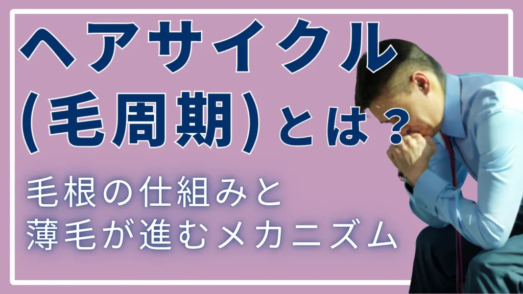 ヘアサイクル（毛周期）とは？毛根の仕組みと薄毛が進むメカニズム
