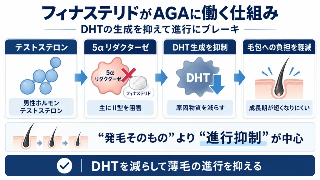 フィナステリドがAGAに効果があるとされる仕組み