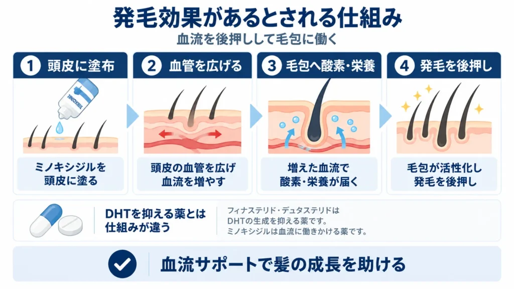 発毛効果があるとされる仕組み