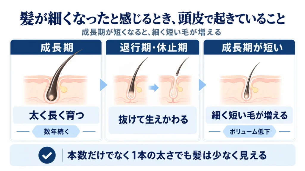 髪が細くなったと感じるとき、頭皮で起きていること